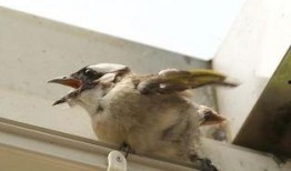 雏鸟 在线观看,在线观看萌动瞬间